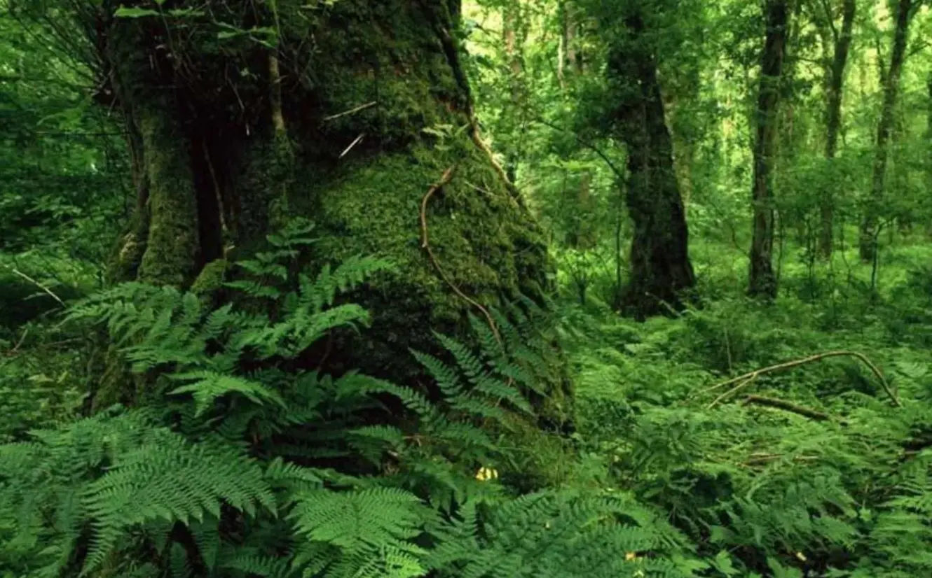 اقامت در یخکش