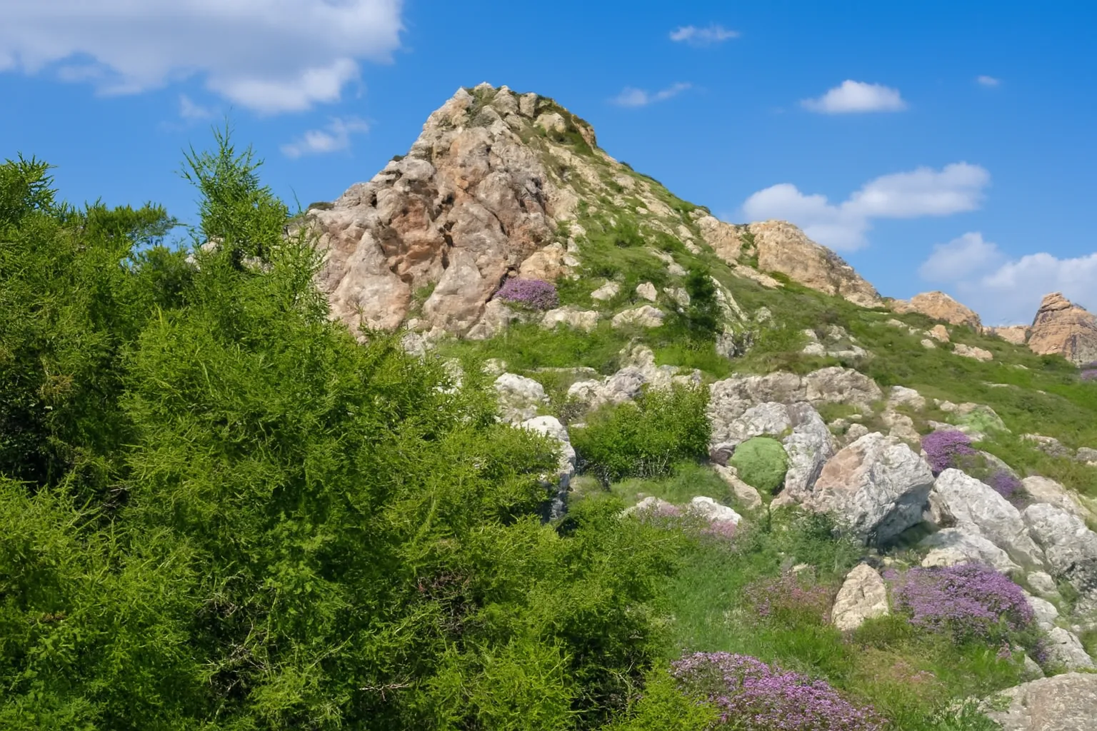 پیمایش چکاد بزگوش