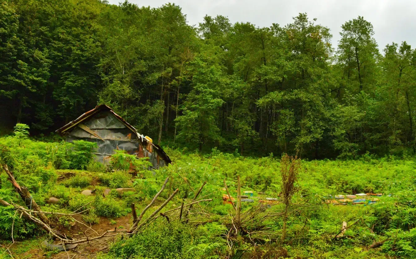 اقامت جنگلی مازندران