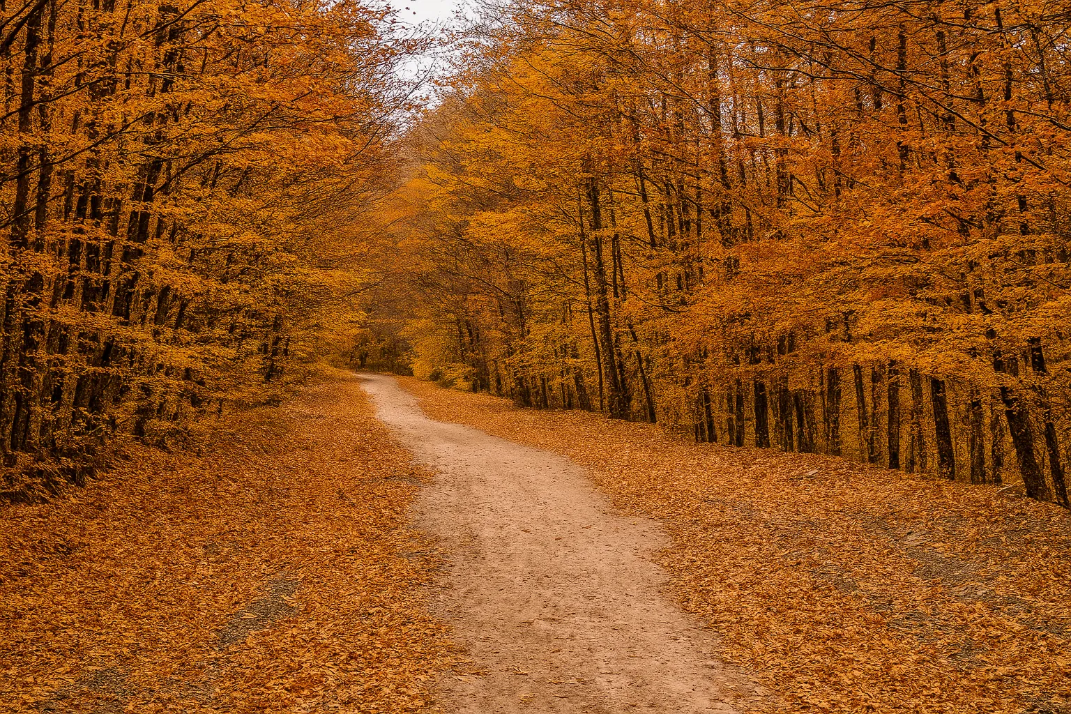 پیمایش پاییزی جنگل راش