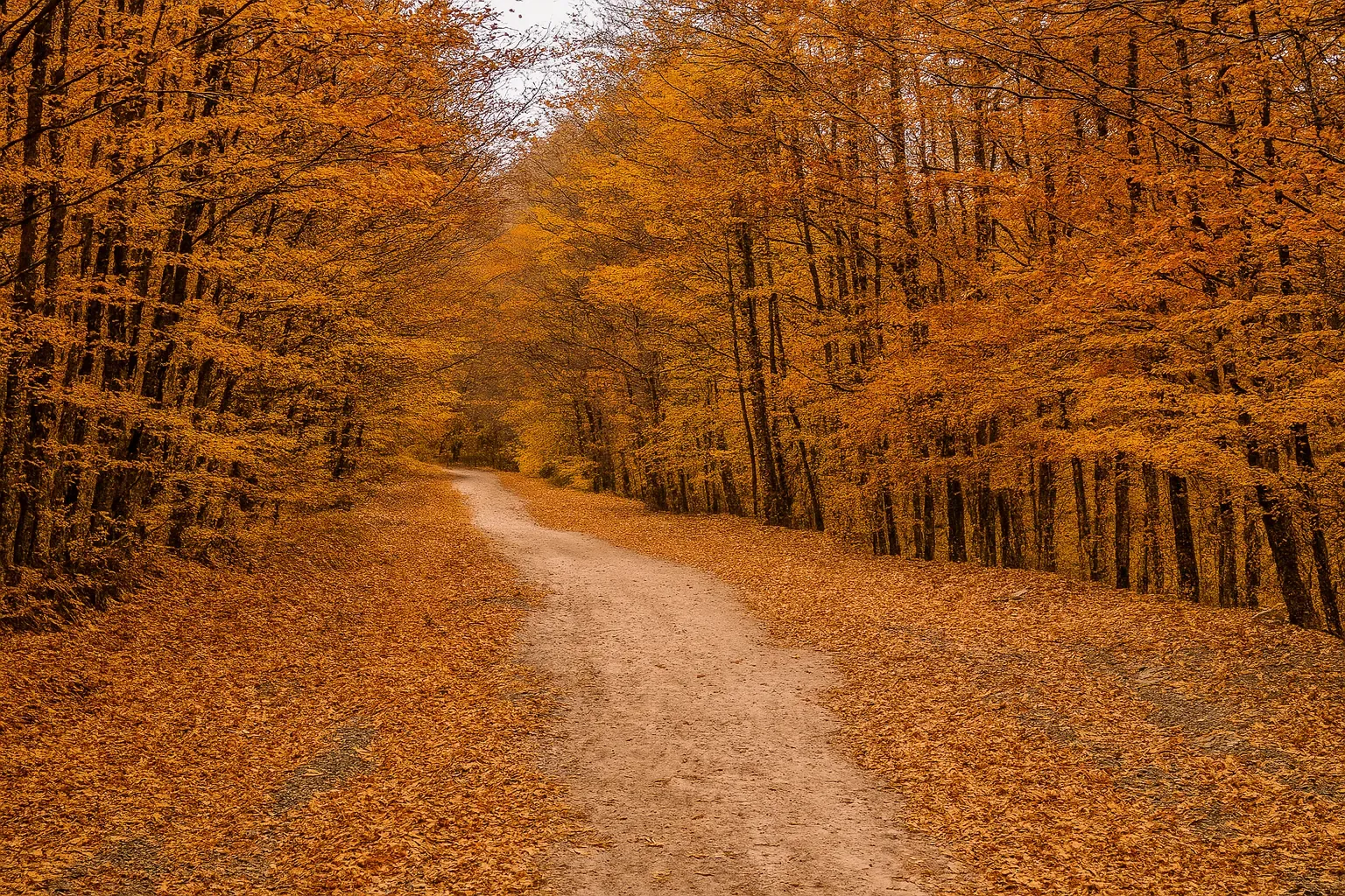 کمپینگ جنگل راش