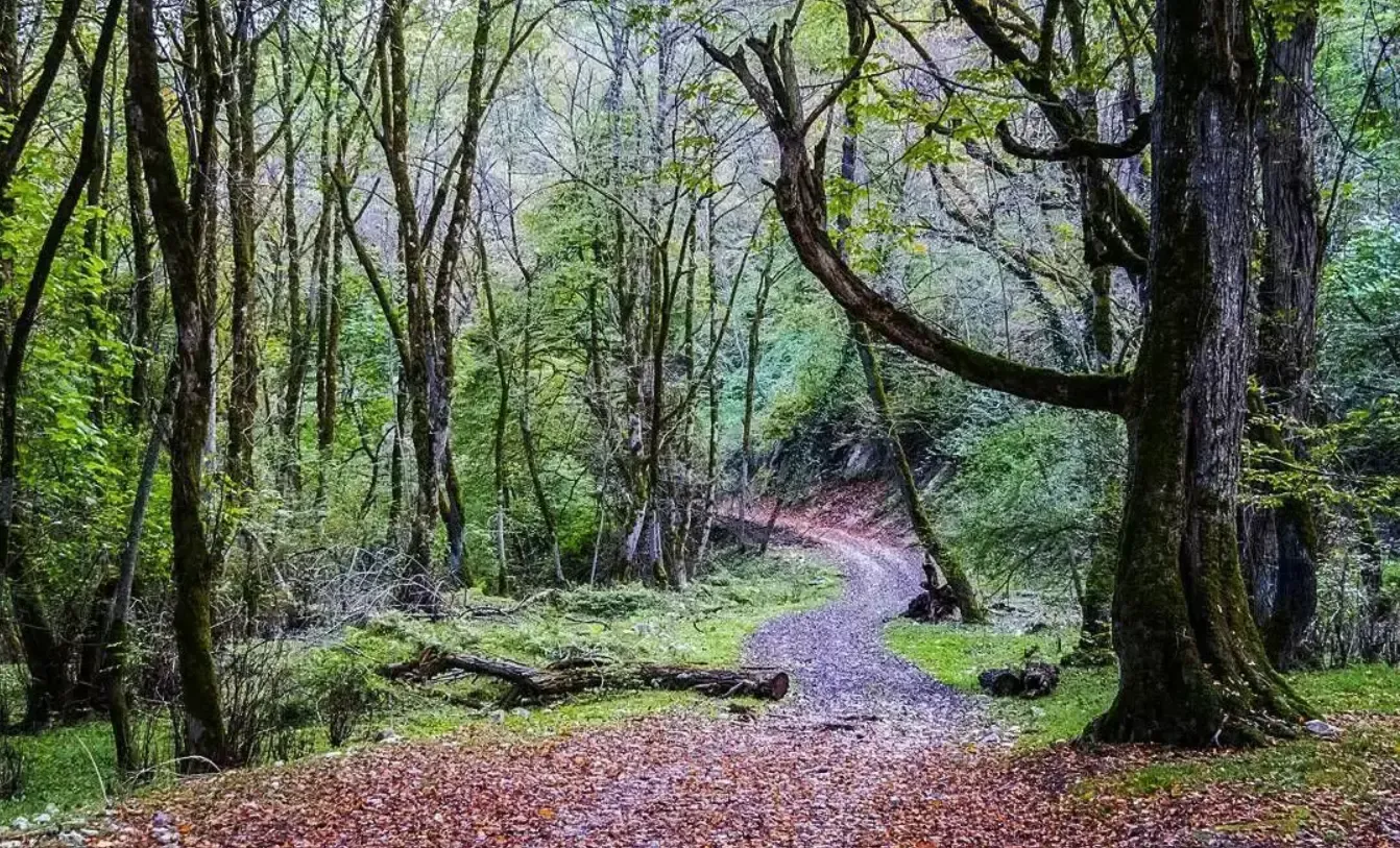 طبیعت‌گردی جنگل ارفه پراو