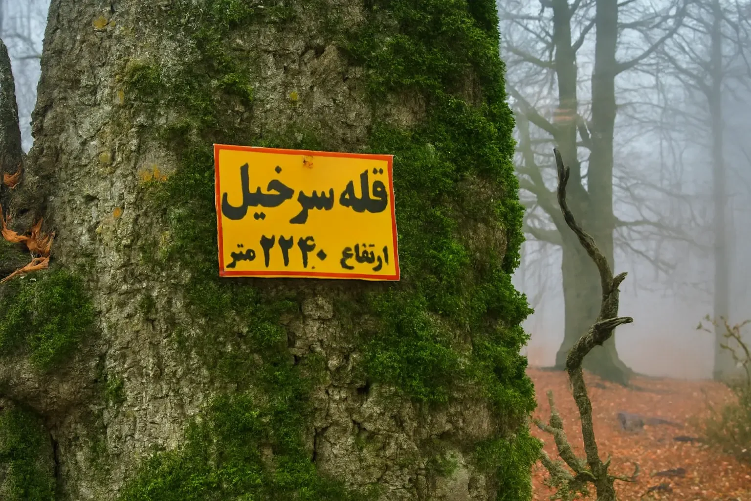 پیمایش جنگلی قله سرخیل
