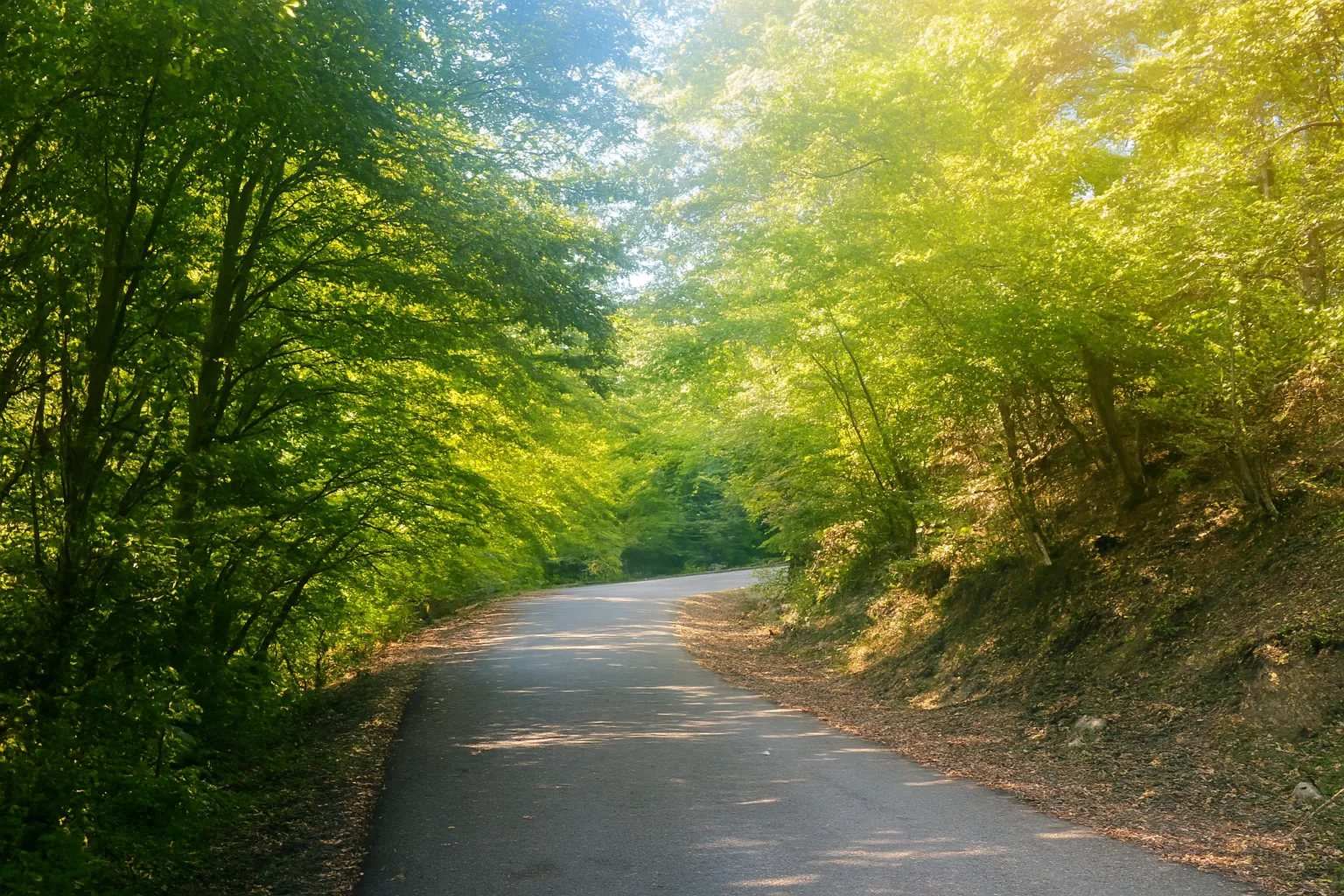طبیعت‌گردی جنگل مازیان