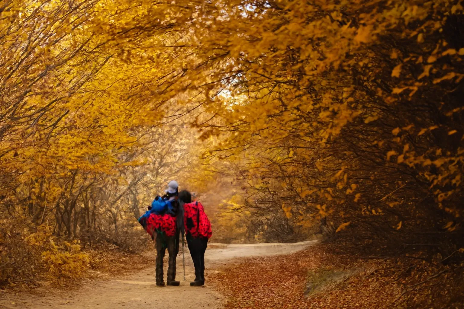 تور برگزارشده کوهپیمایی جنگلی لارنه