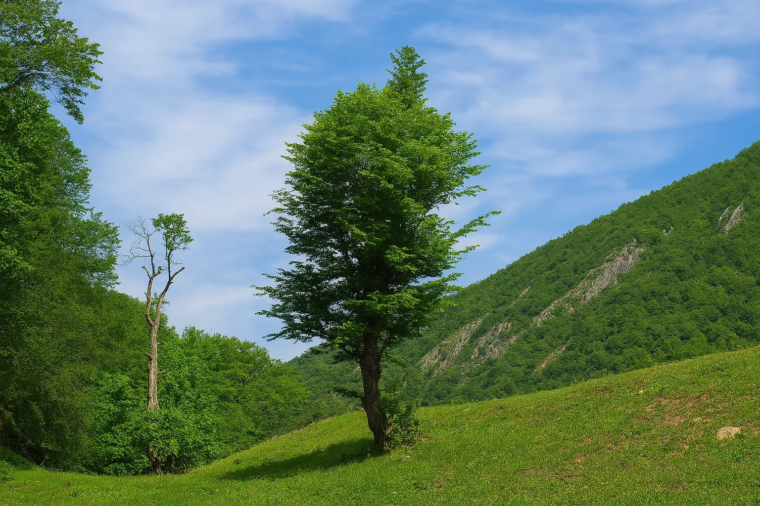 پیمایش جنگل چناربن