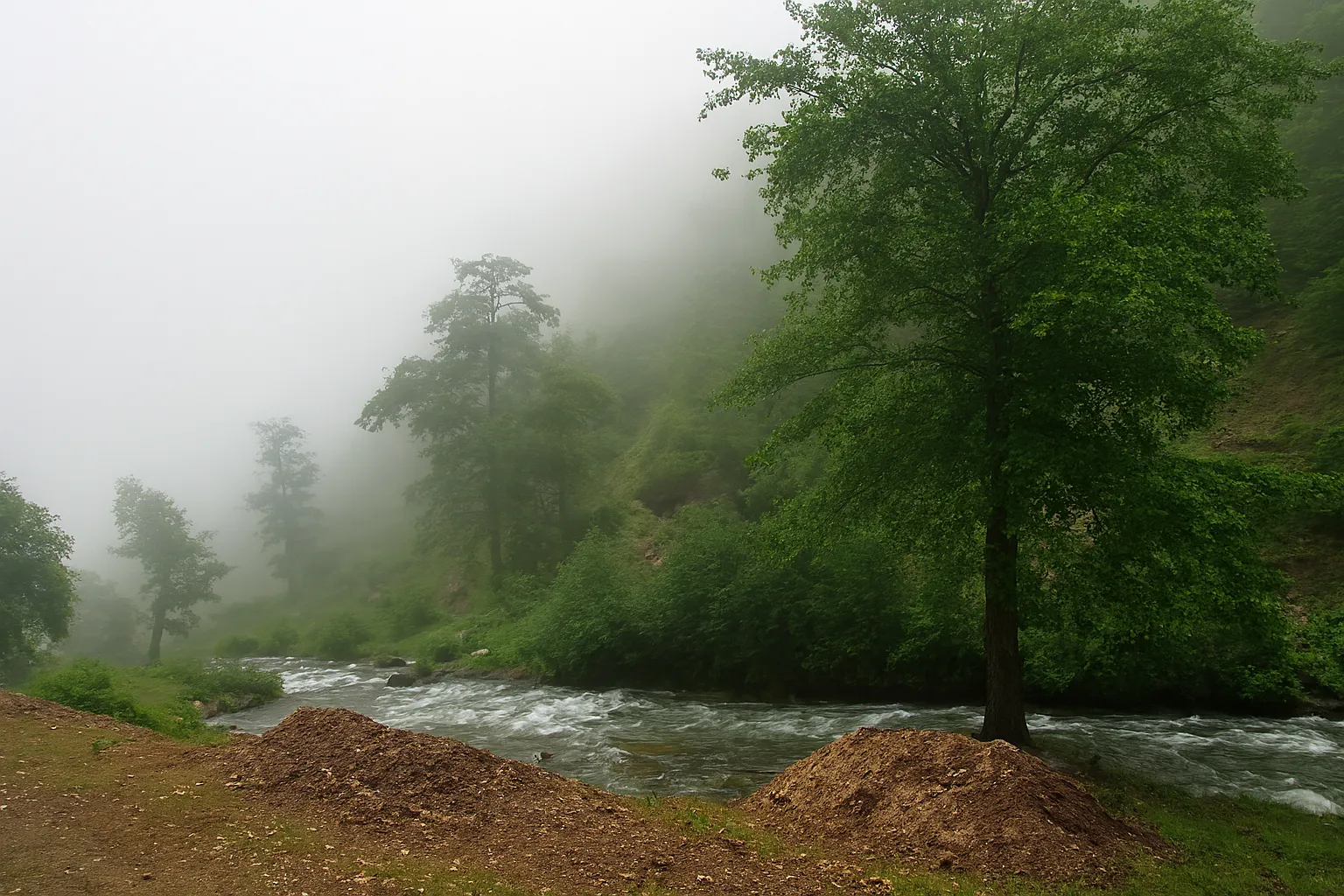 مرداب دریوک و جنگل کلاردشت