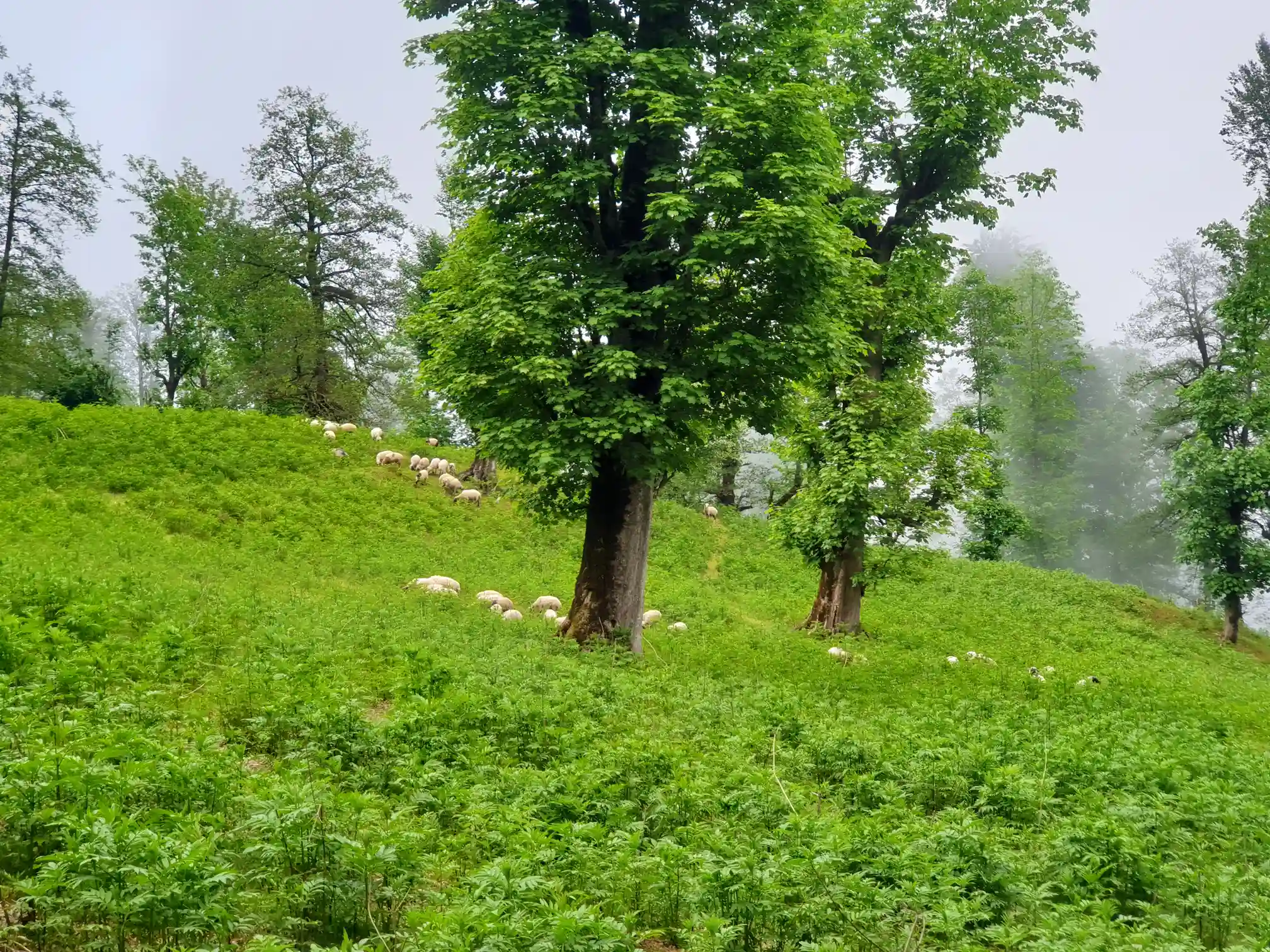 عکس کاربر